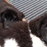 Greenside Veterinary Surgery