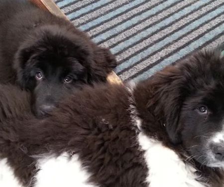 Greenside Veterinary Surgery