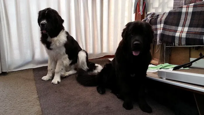 Greenside Veterinary Surgery Picture 9