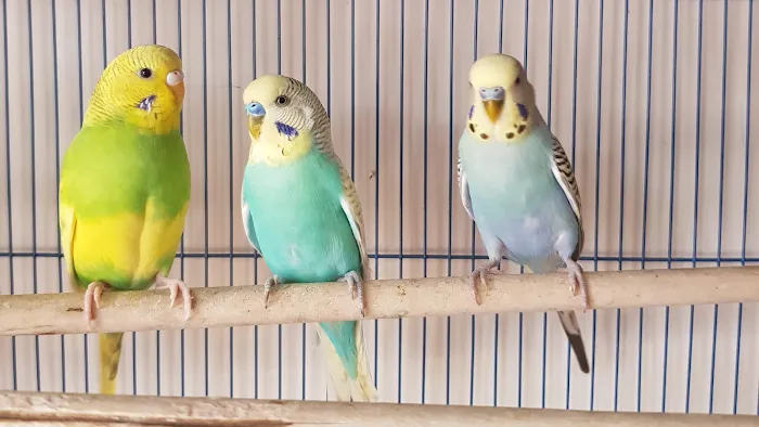 Nelson Pet Shop Picture 2