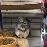 Nelson Pet Shop