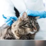 Abbey Veterinary Group Ltd