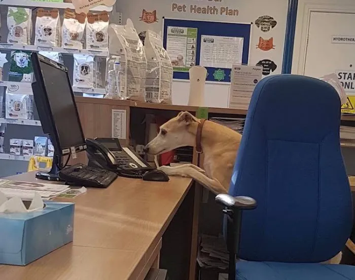 Abbey Veterinary Group Ltd Picture 8