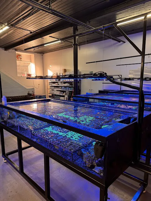 Reeffreaks Picture 2