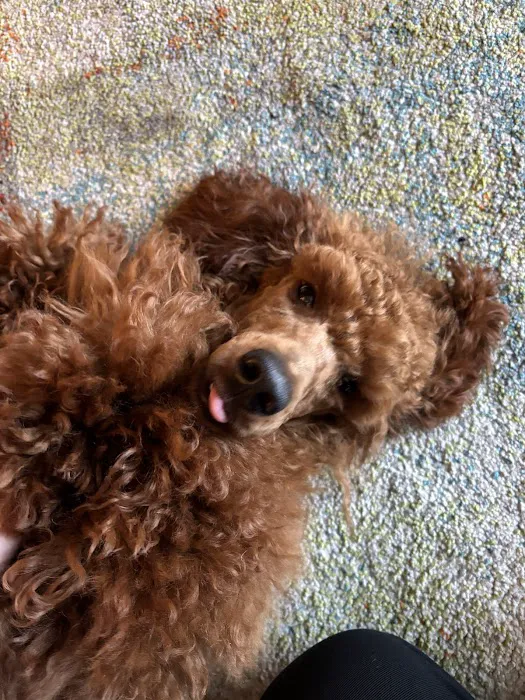 Pets at Home Clitheroe Picture 1