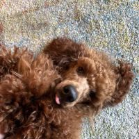 Pets at Home Clitheroe ico