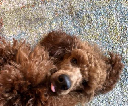 Pets at Home Clitheroe