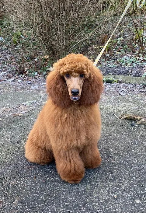 Pets at Home Clitheroe Picture 5