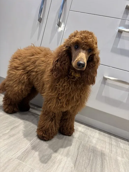 Pets at Home Clitheroe Picture 4