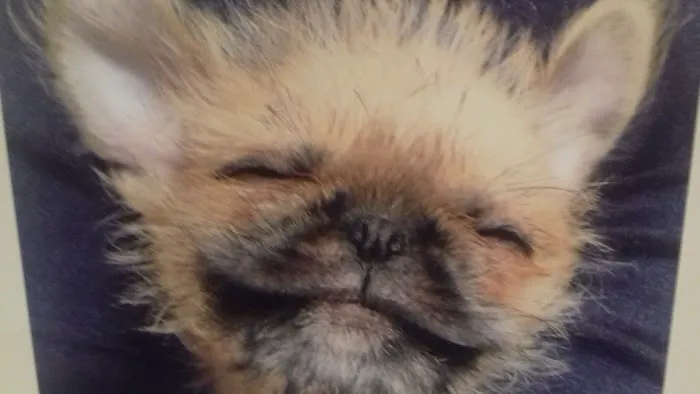 Pets at Home Clitheroe Picture 10