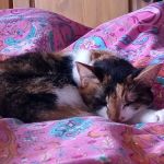 Barwell Cattery