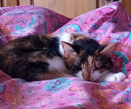 Barwell Cattery