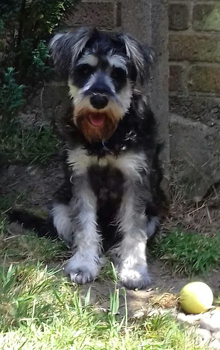Cockburn Vets Picture 4