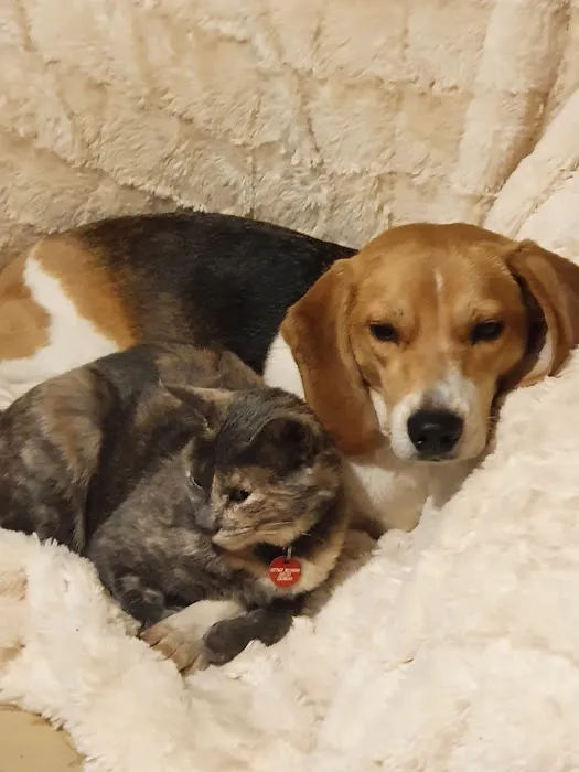 Vets4Pets - Coalville Picture 4