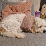 GR Veterinary Physiotherapy