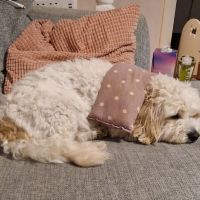 GR Veterinary Physiotherapy ico