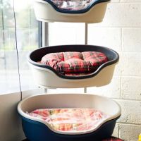 all4pets | Dog Food | Cat Food | Treats | Accessories ico