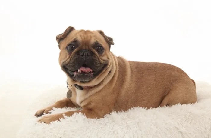 Jollyes - The Pet People Banbridge Picture 4