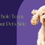 The Vets At Dronfield