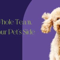 The Vets At Dronfield ico