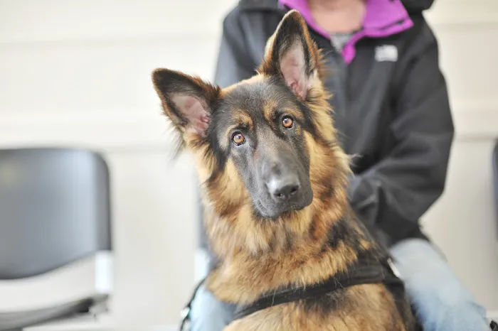 Ark Veterinary Surgery Picture 5