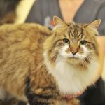 Ark Veterinary Surgery