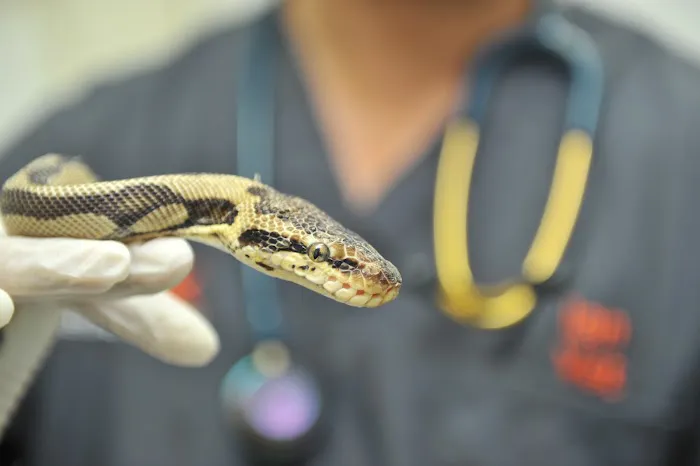 Ark Veterinary Surgery Picture 8