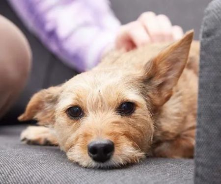 Dronfield Veterinary Clinic (Hunters Bar Veterinary Clinic)