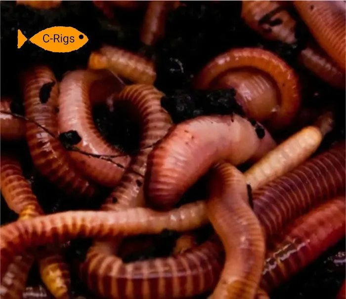 Reptile - live food Picture 1