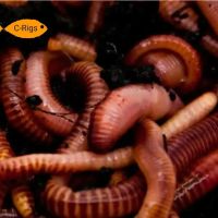 Reptile - live food ico