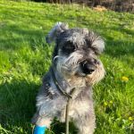 Parklands Veterinary Group, Dungannon