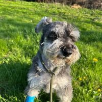 Parklands Veterinary Group, Dungannon ico