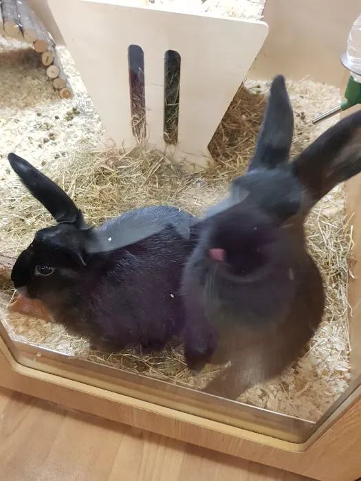 Pets at Home Bridlington Picture 4