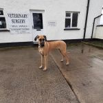 Collins Vets