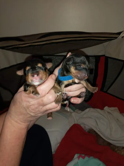 Collins Vets Picture 10