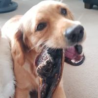 East Coast Raw Pet Foods ico