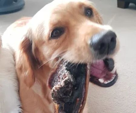 East Coast Raw Pet Foods