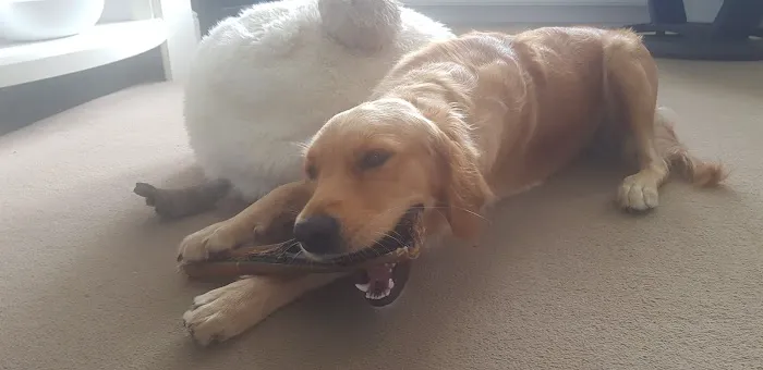 East Coast Raw Pet Foods Picture 3