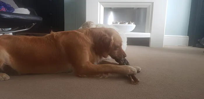 East Coast Raw Pet Foods Picture 2