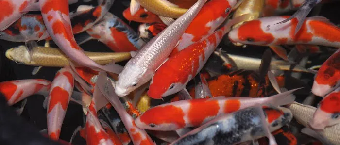 Causeway Koi Picture 2