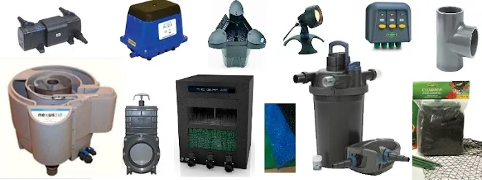 Causeway Koi Picture 4