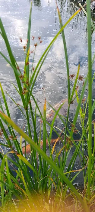 Causeway Koi Picture 9