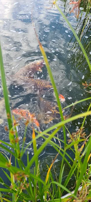 Causeway Koi Picture 8