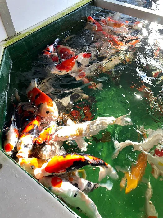 Causeway Koi Picture 5