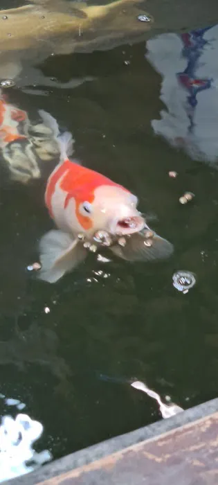 Causeway Koi Picture 10