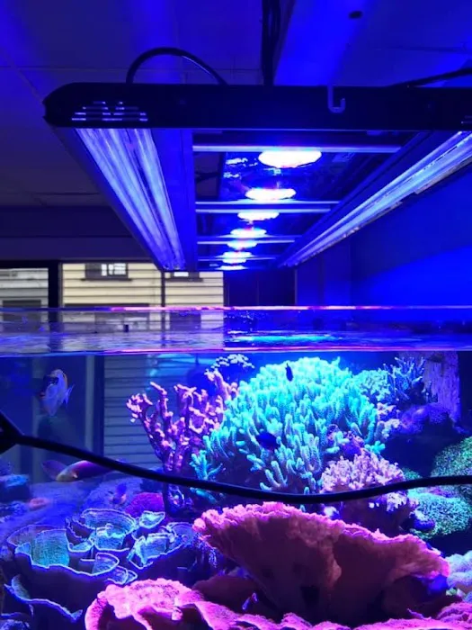 AMC Aquatics Picture 2