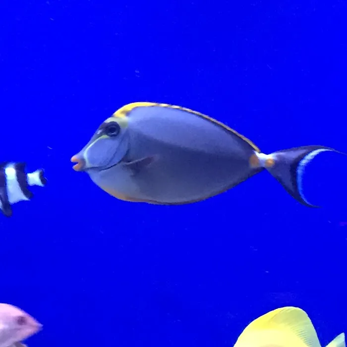 AMC Aquatics Picture 4