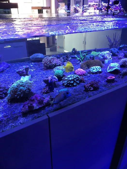 AMC Aquatics Picture 6