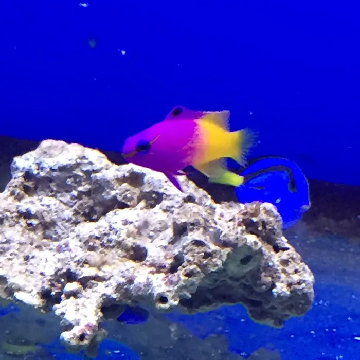 AMC Aquatics Picture 7