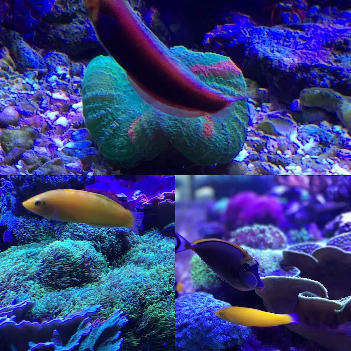 AMC Aquatics Picture 10